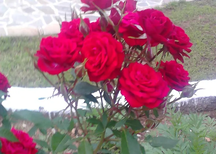 Asterias 公寓 阿斯特里斯